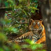 Bengal Tiger in Chitwan National Park