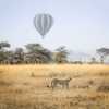 Cheetah and air baloon in Serengeti National Park
