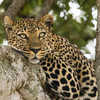 Leopard, Tanzania Safari