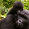 Mother and baby gorilla in Bwindi Impenetrable forest, Uganda