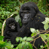 Mother and young grauer gorillas resting together in forest