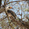 Northern red-billed hornbill