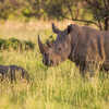 Rhino, Tanzania Safari