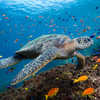 Sea turtle swimming