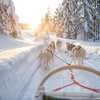 Sledding-on-tracks-through-the-taiga-forest