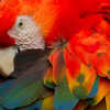the-beautiful-colours-of-a-macaw