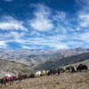 Tibetan nomad and caravan of yaks