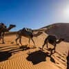 Trek to the Sahara Header