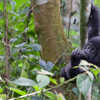 Trekking gorillas in Uganda