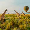 Ultimate Tanzania Safari