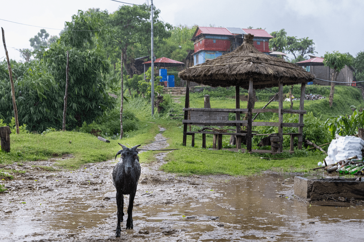 A black goat stands on a rain-soaked village path, framed by greenery, traditional huts, and scattered homestead items.
