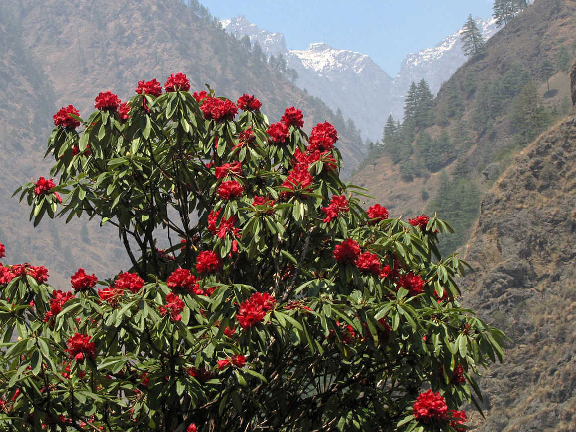 A bright red Rhododendron plant during the Manaslu circuit trek in Nepal