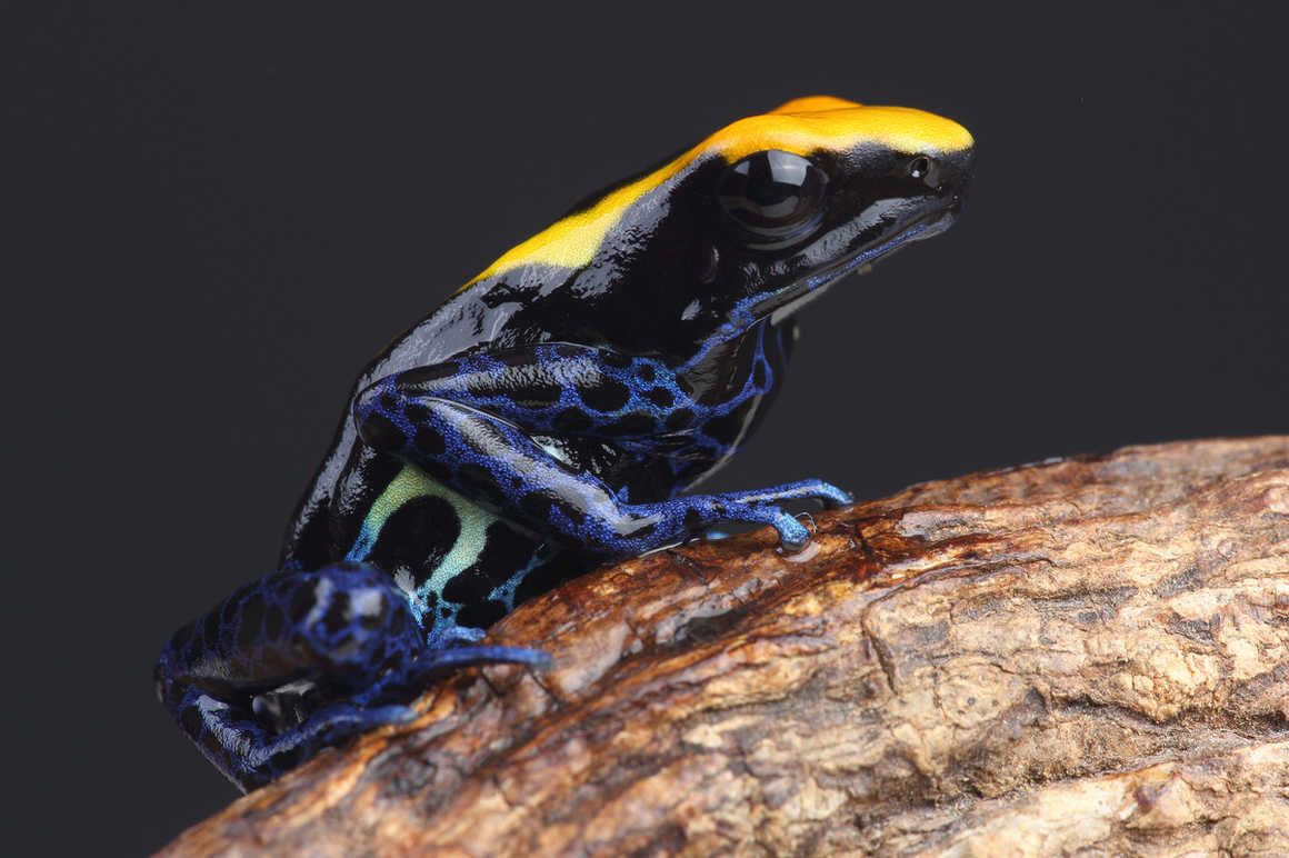 A-colourful-poison-dart-frog