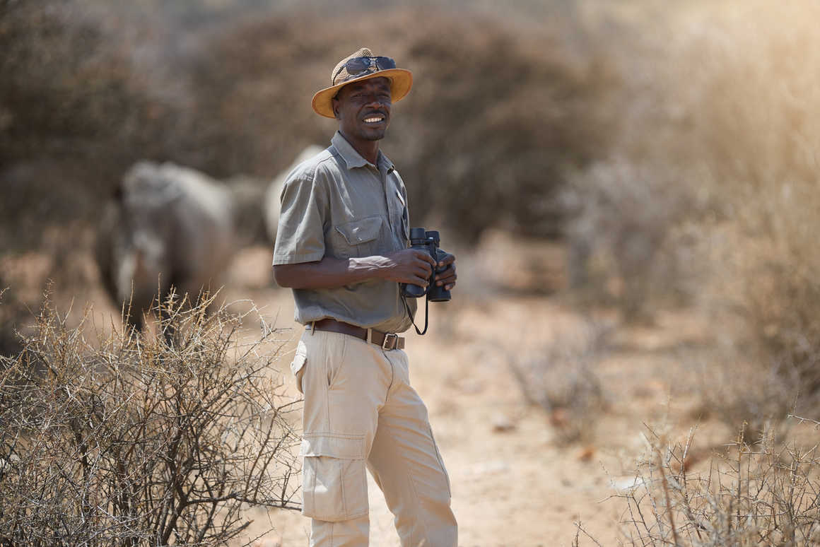 A confident Safari ranger holding binoculars with rhinos grazing behind him