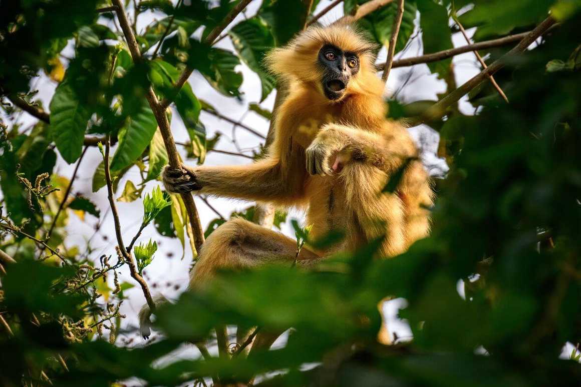 A golden langur perched on a tree branch amidst lush green foliage in its natural habitat.