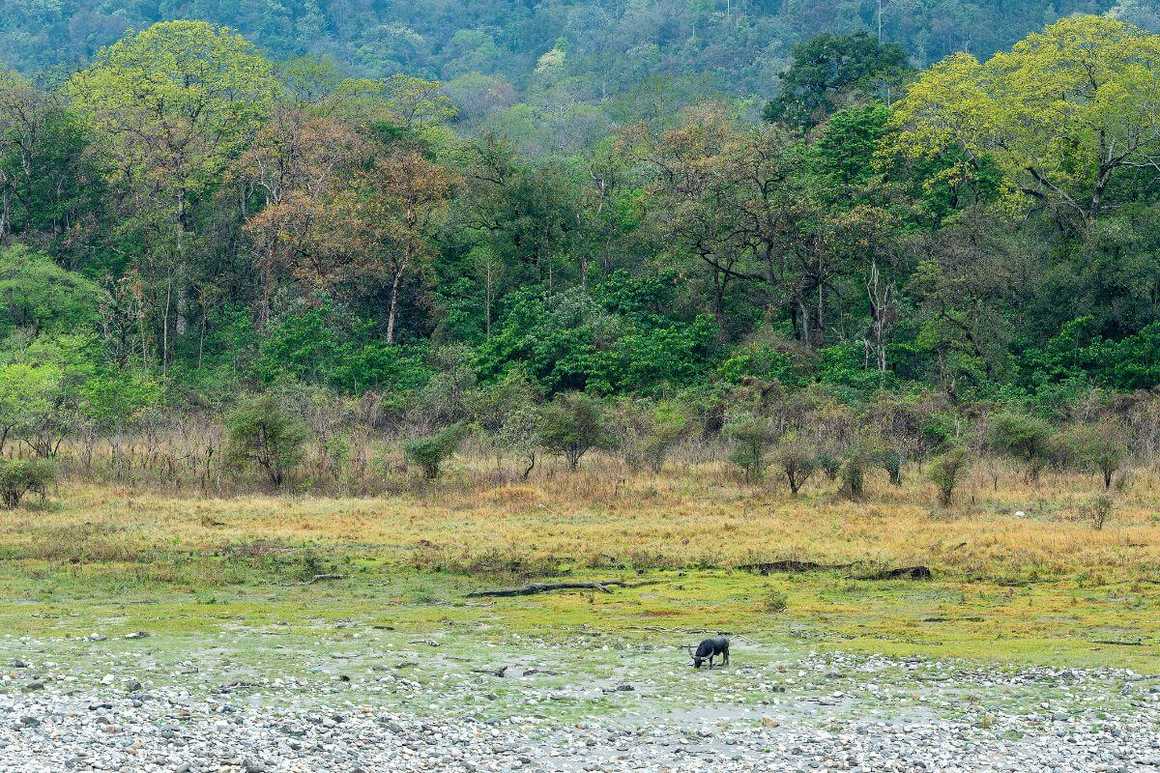 A wild water buffalo grazes along the Manas riverbed against the backdrop of springtime colourful forests of Royal Manas National Park, Bhutan
