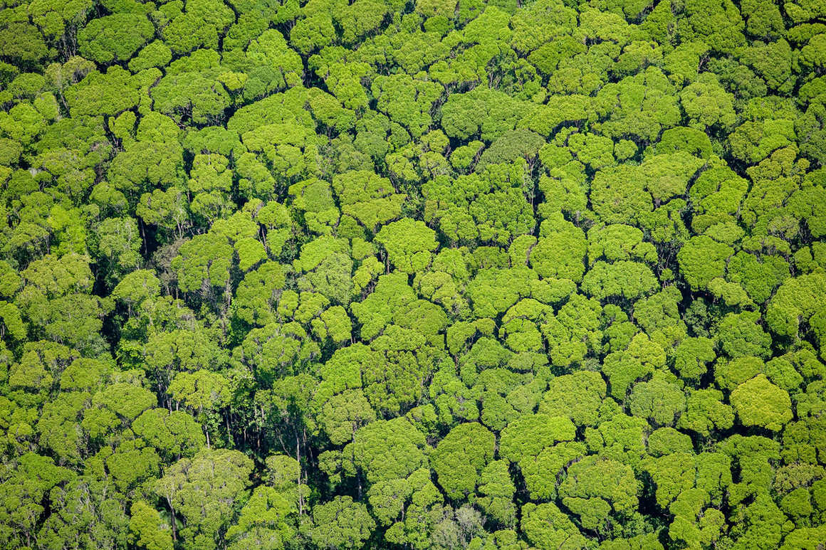 aerial-shot-of-rainforest-canopy