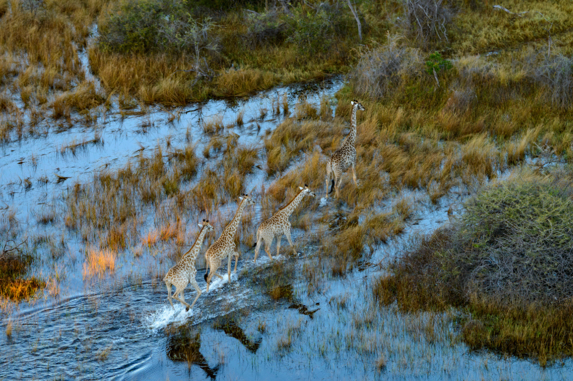 Aerial view of South African giraffe or Cape giraffe wading through flood plains in the Okavango Delta. Botswana.
