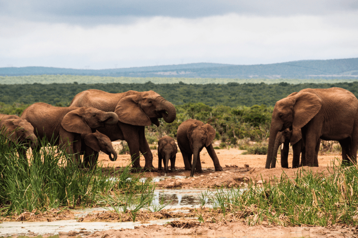 African Elephants driking water with new borns