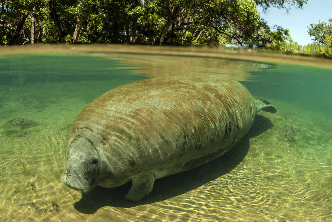 amazonian manatee