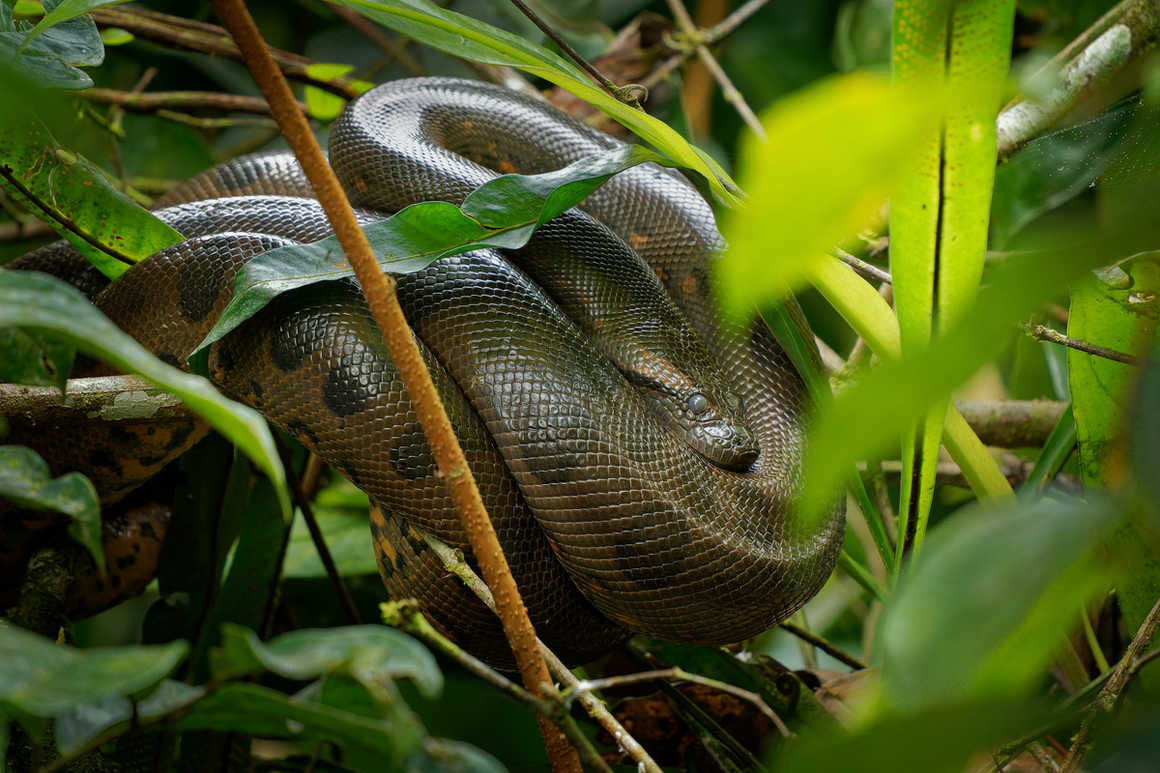 anaconda-coiled-in-a-tree