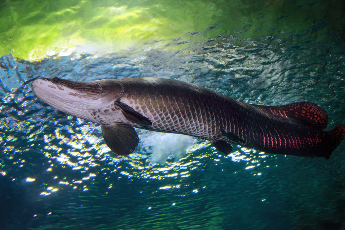 Arapaima, Guyana