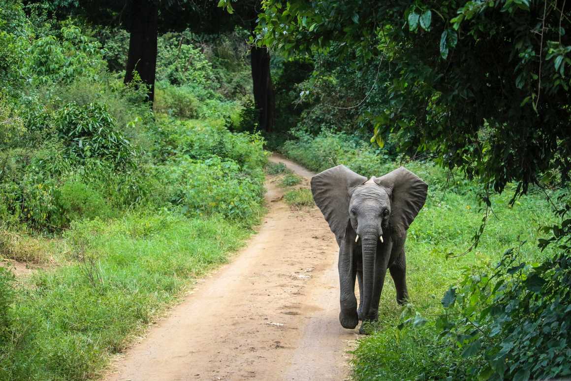 Baby elephant during a safari