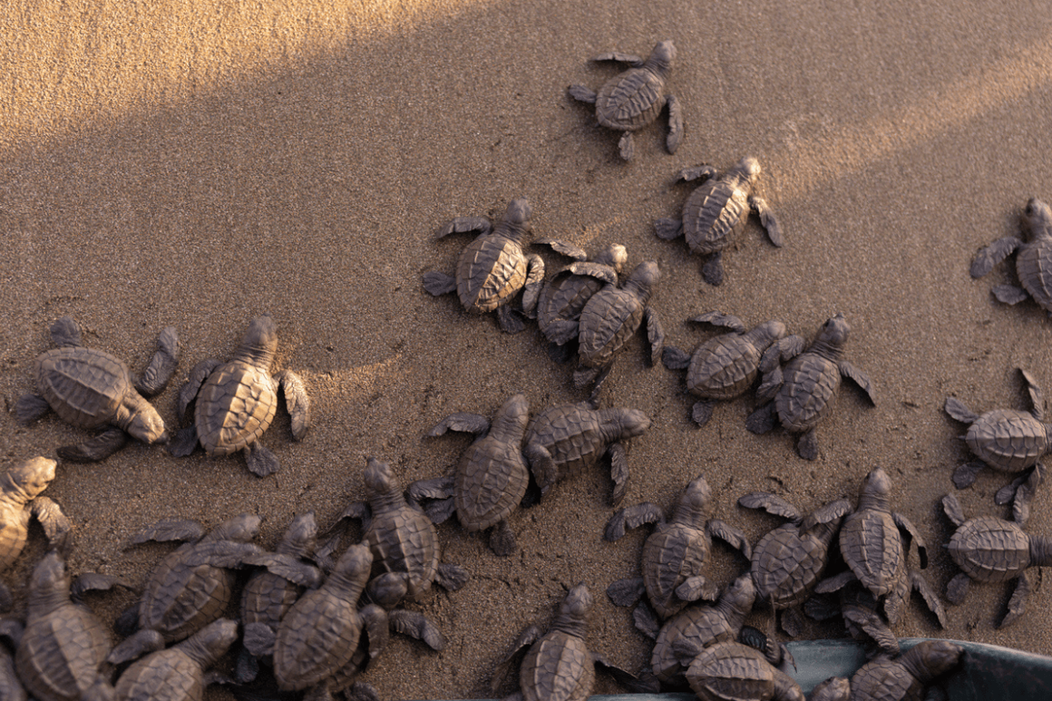 Baby turtles hatching and making their way to the sea