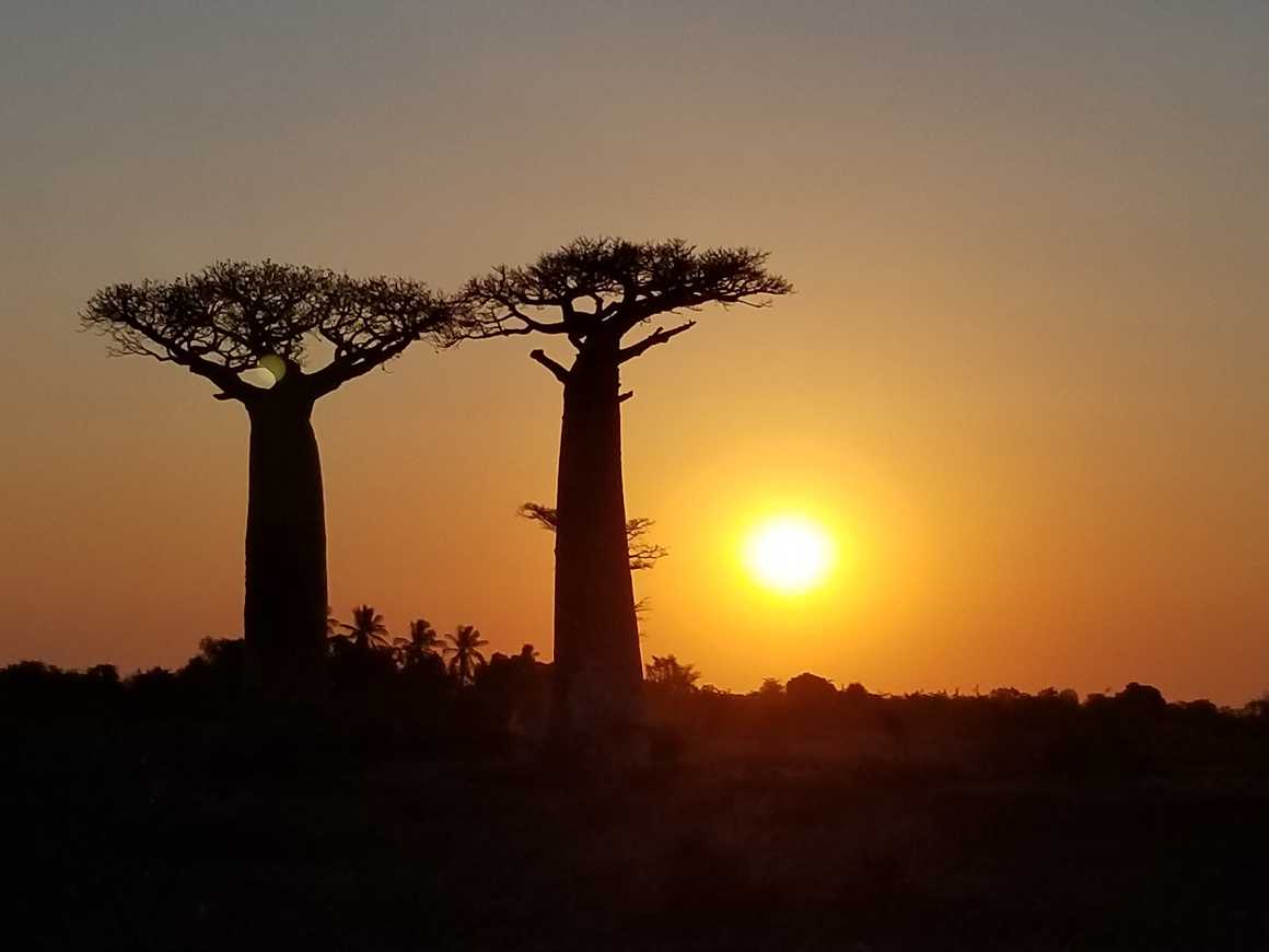 Baobad trees in Madagascar