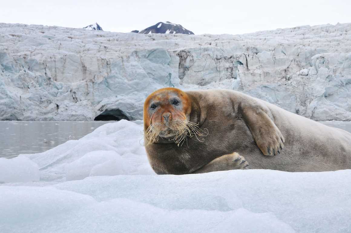 bearded seal in Spitsbergen