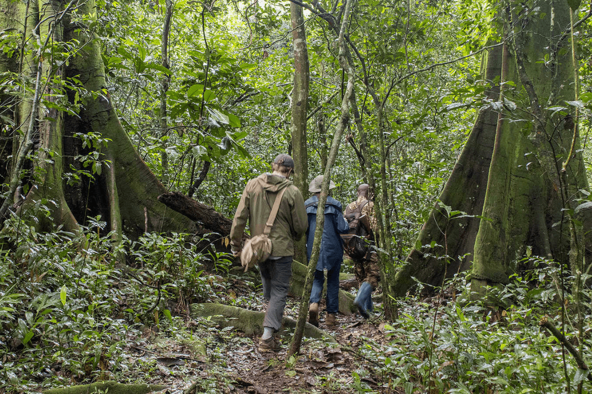 behind view of people walking through Ugandan forest on Gorilla Trek