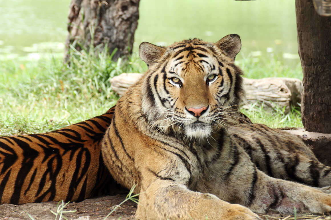 Bengal tiger looking forward while laying in grass