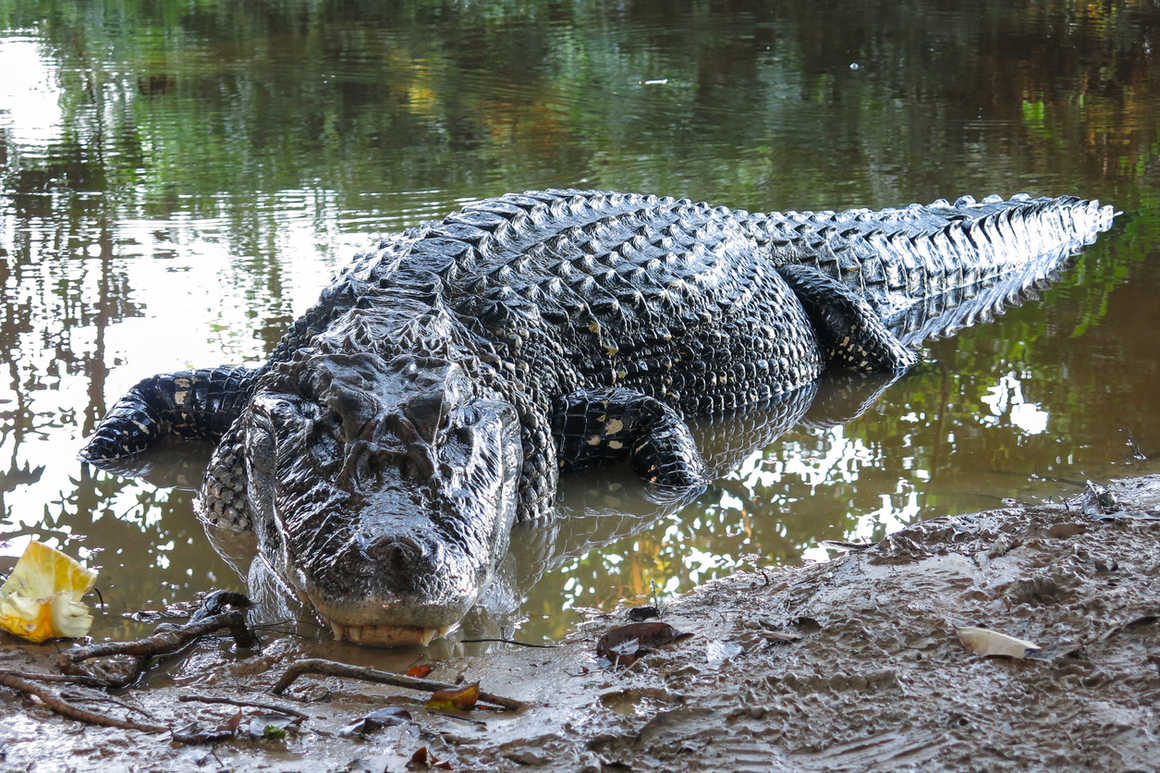 black caiman in peru