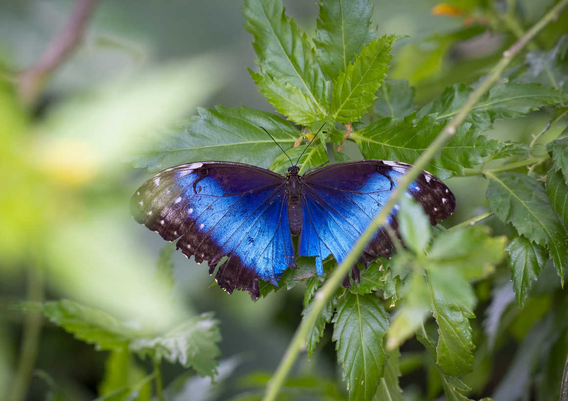 blue morphe butterfly peru