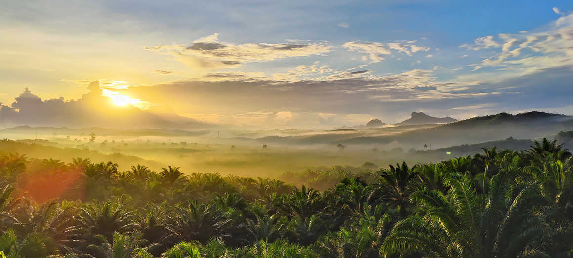 Borneo - Indonesia