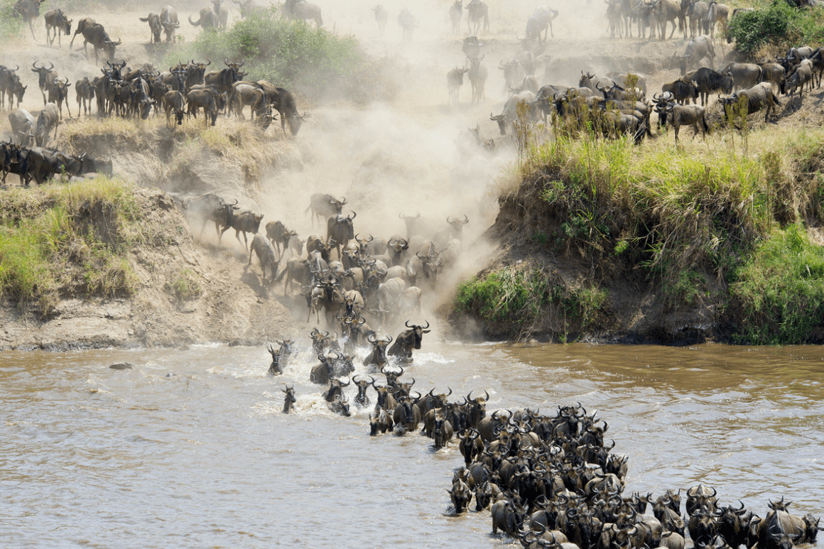 Buffallos crossing river in Africa during the Great Migration