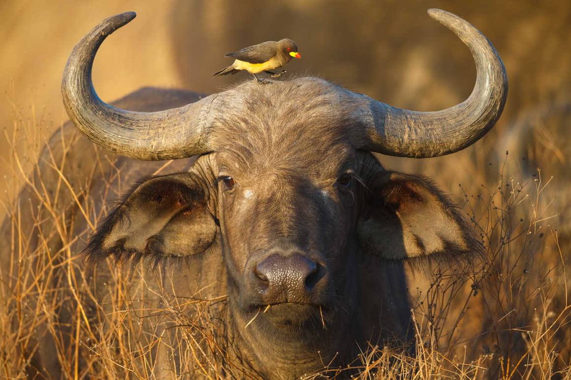 Buffalo, Tanzania Safari