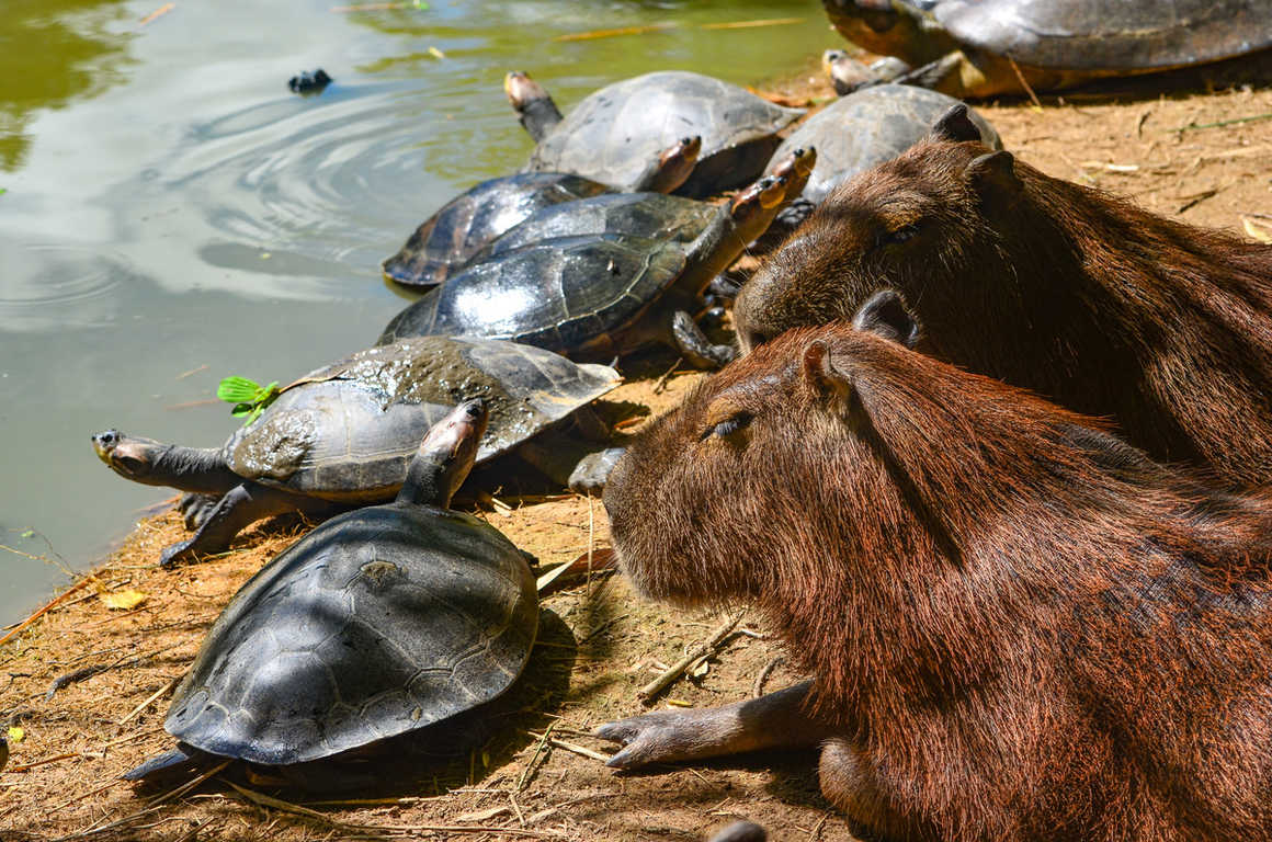 capybara-and-turtles-relaxing-on-the-riverbank