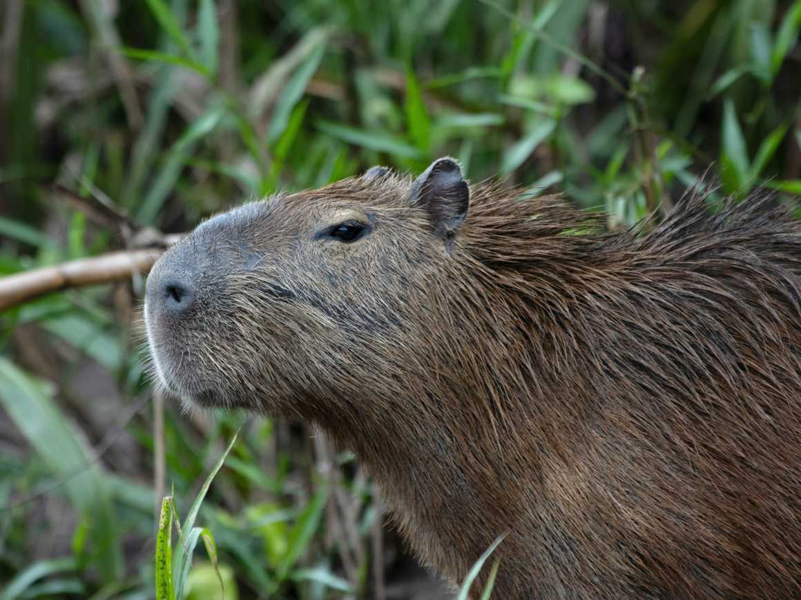 Capybara, Guyana