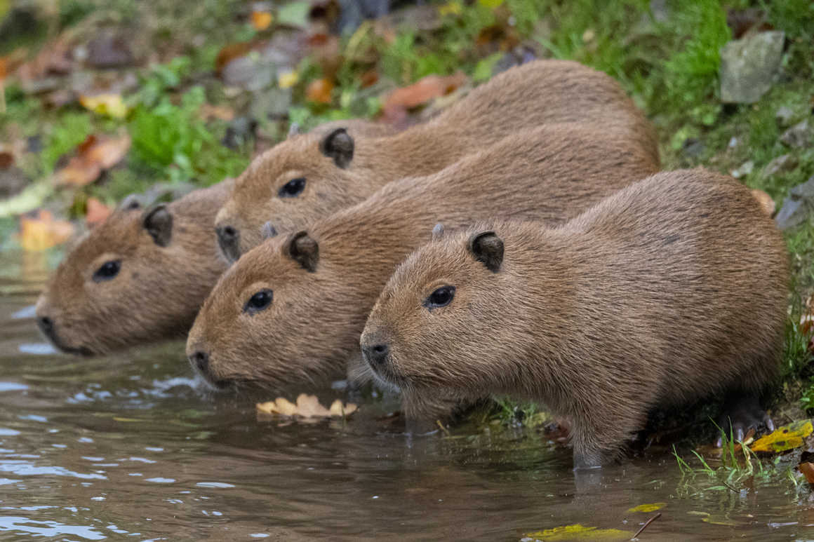 capybaras drinking from the amazon river