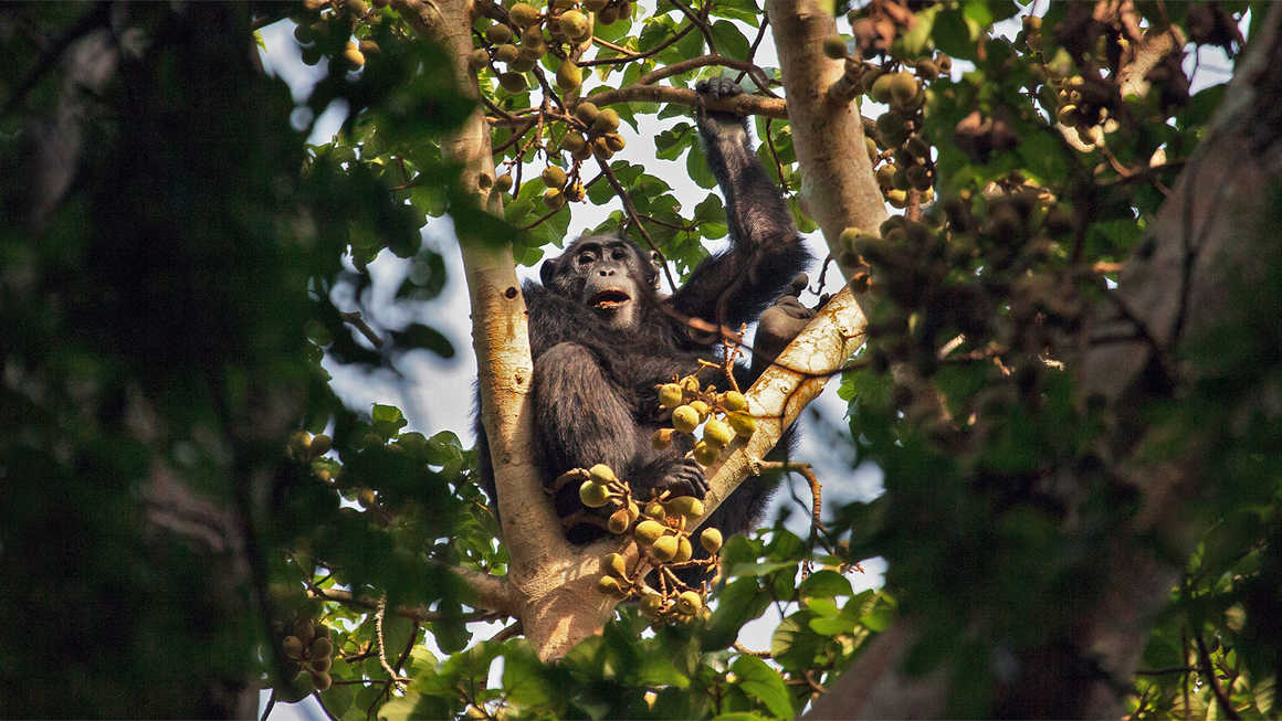 Chimpanzee in a tree in Uganda