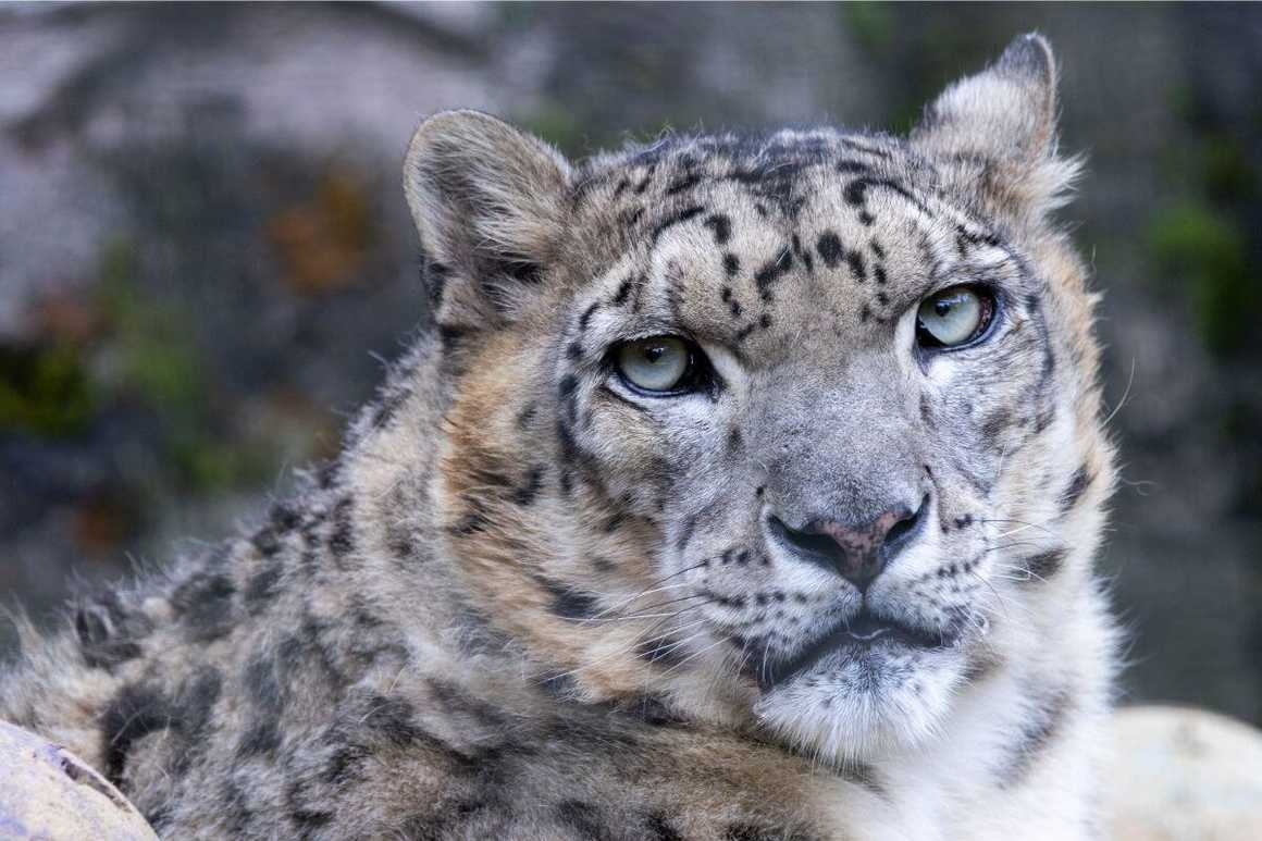 Close up of Himalayan Snow Leopard