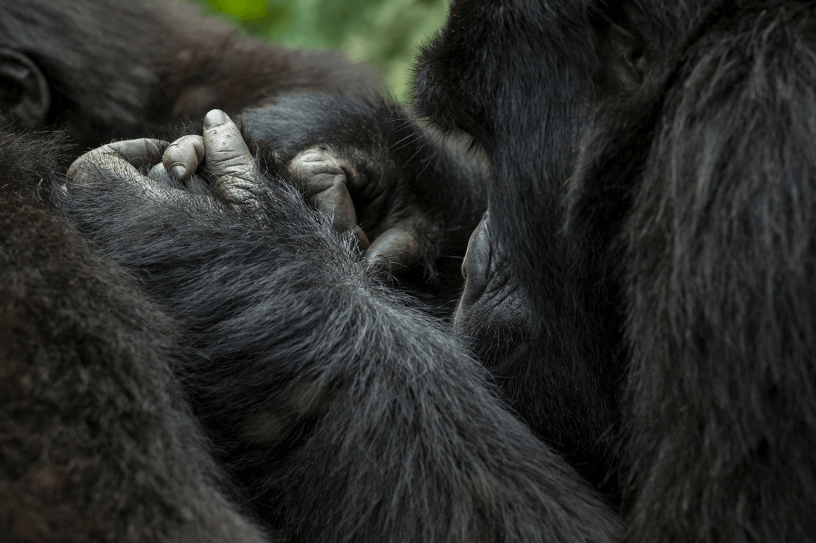 Close up of Ugandan Gorillas holding hands