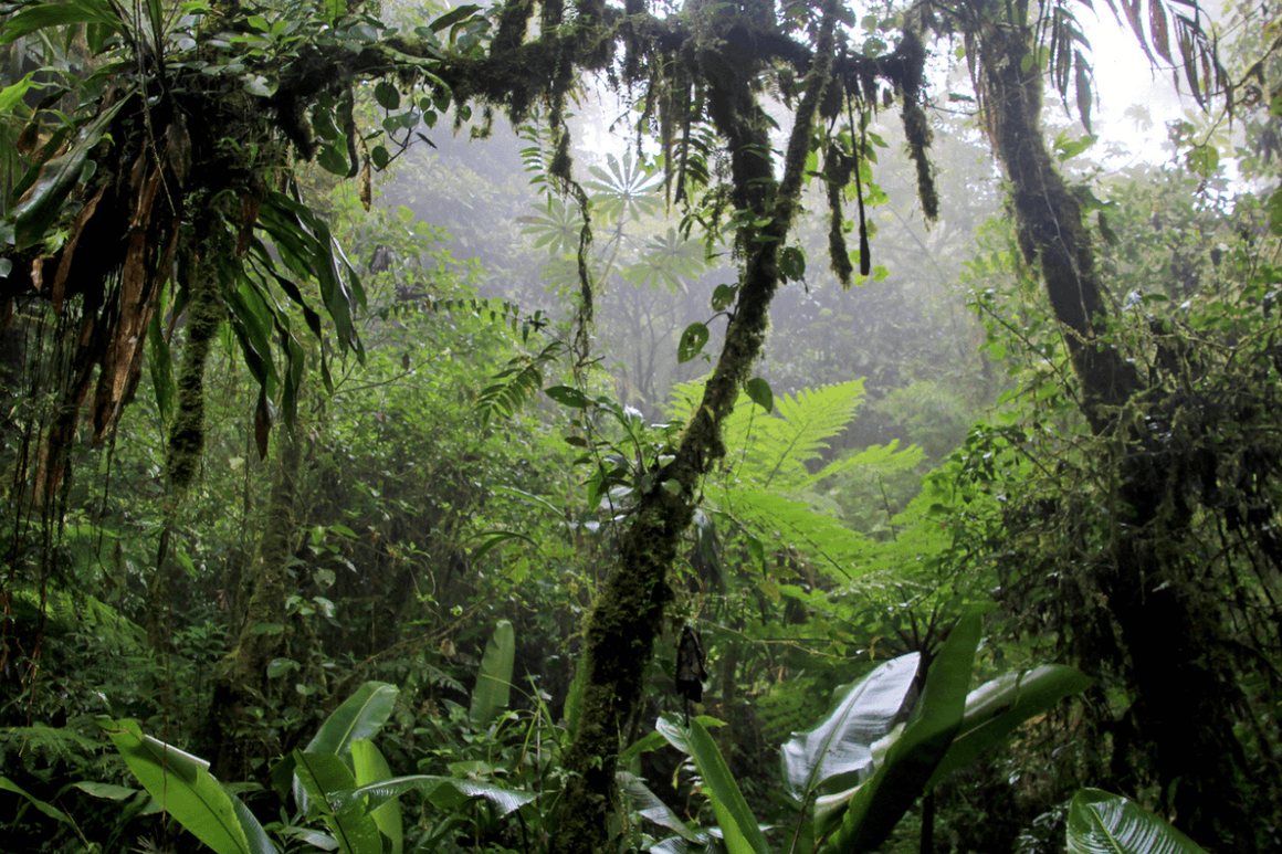 Cloud forest of Monteverde Cloud Forest Biological Reserve, Costa Rica
