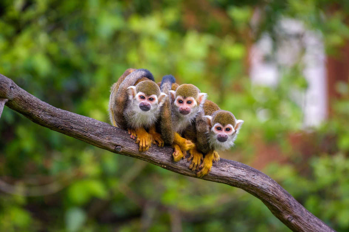 common-squirrel-monkeys