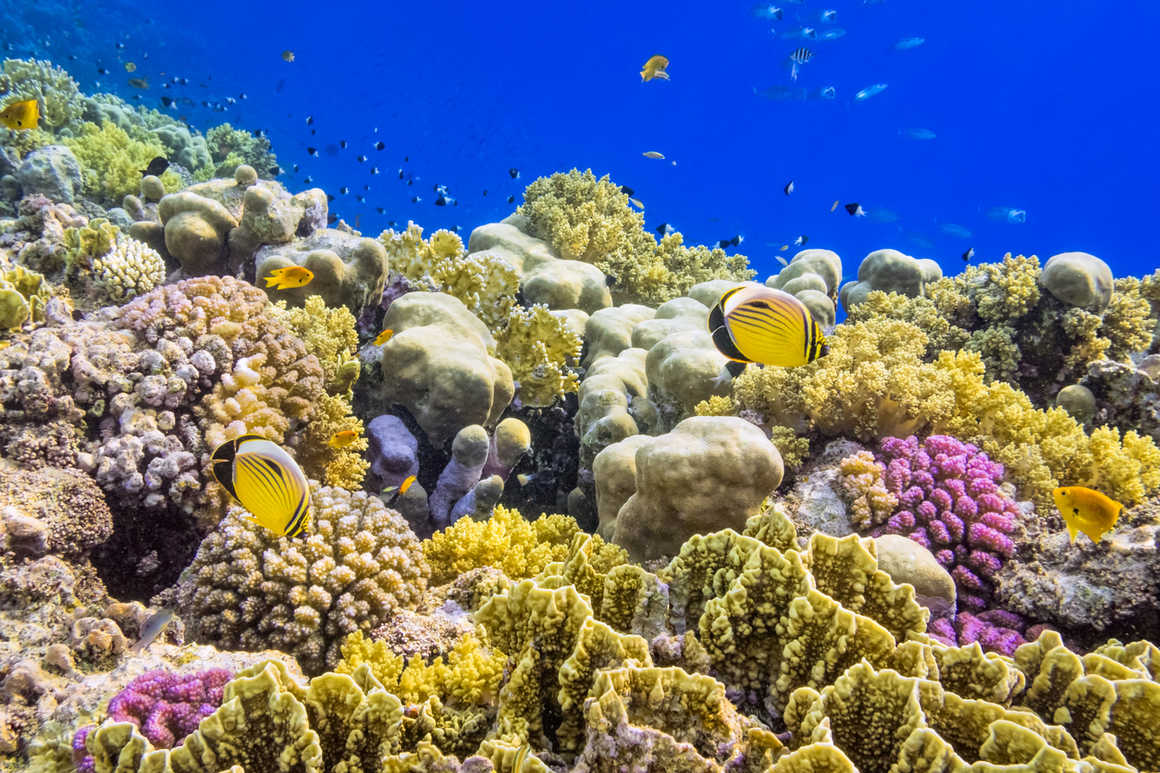 Coral Reef in the Red Sea, Jordan