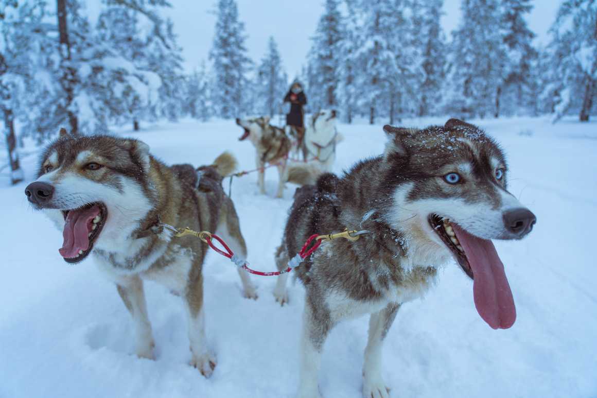 Dog sledding, Finland