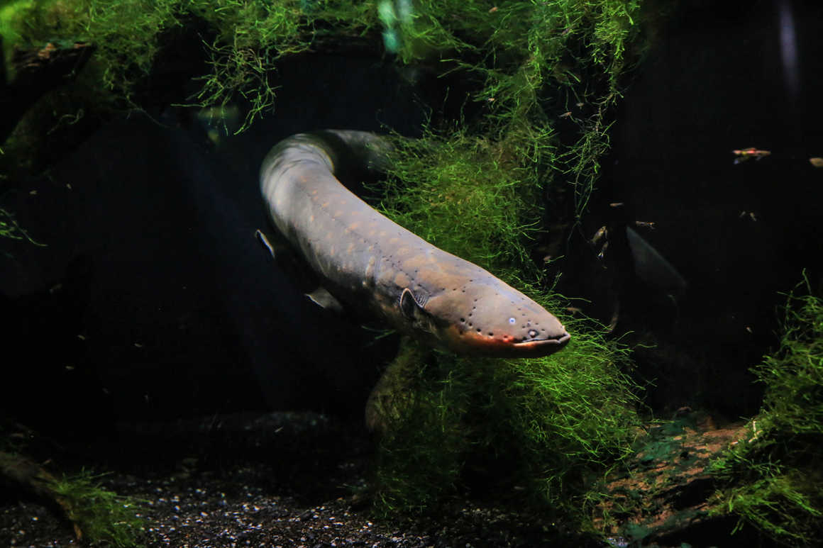 electric eel in peru