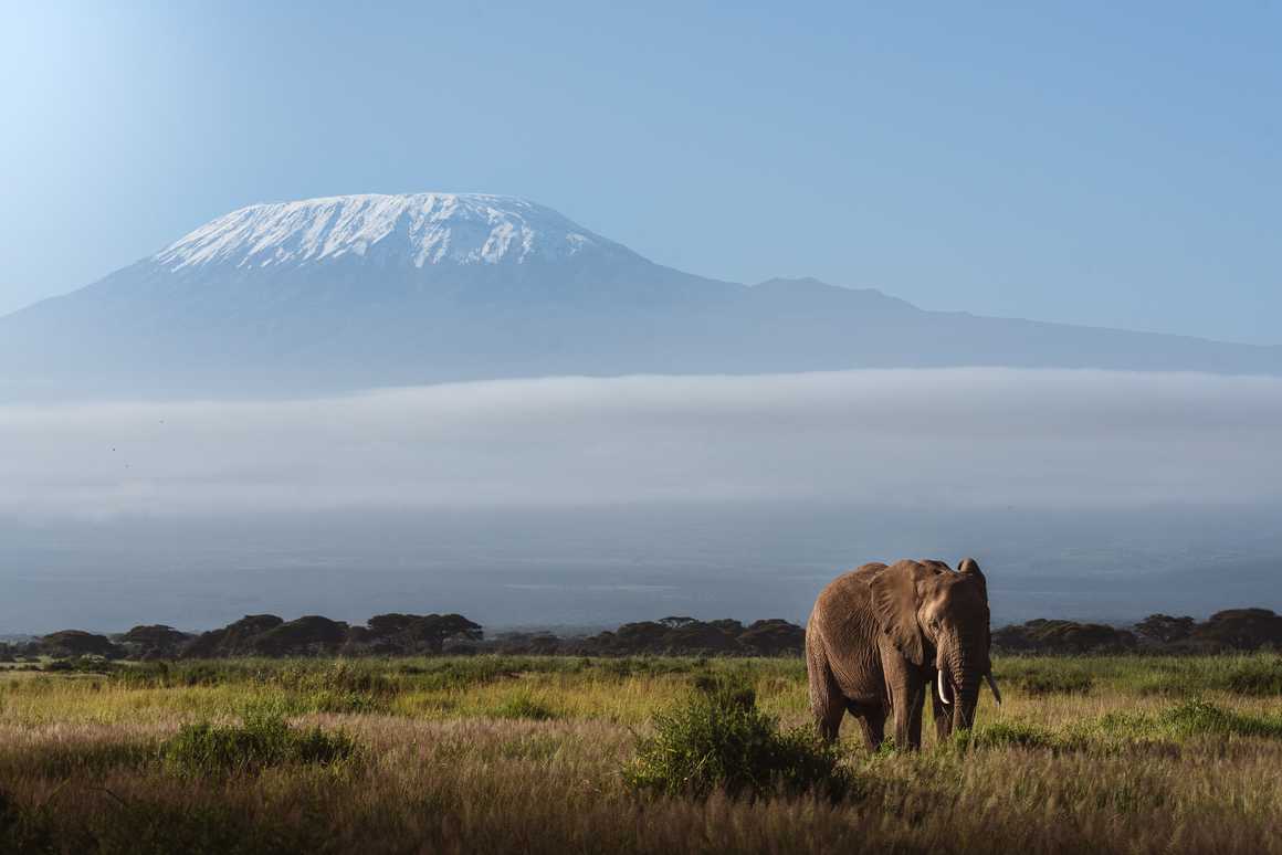 Elephant in front of the Mount Kilimanjaro