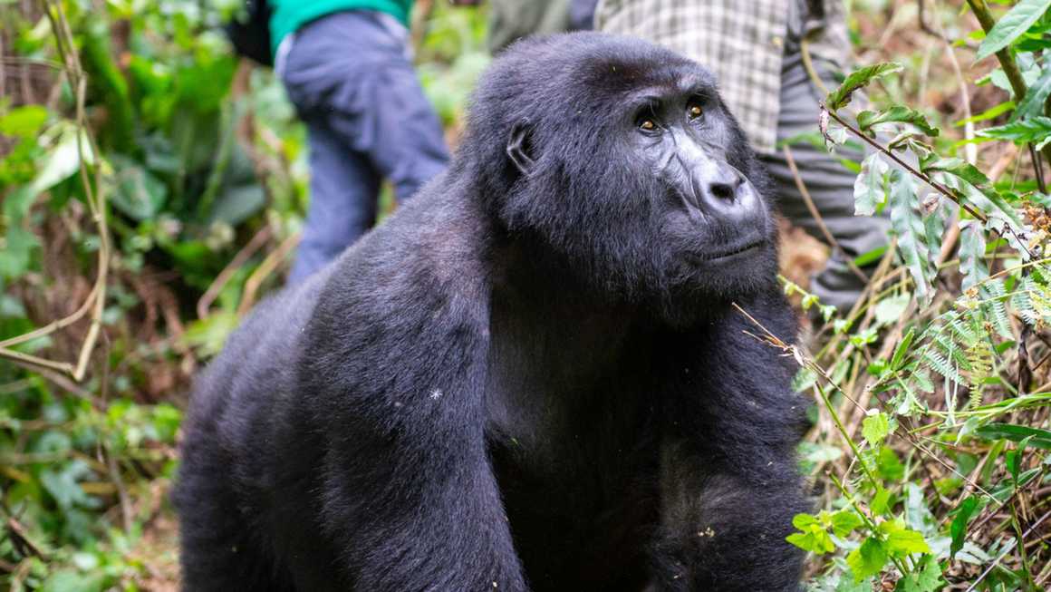 Female mountain gorilla with trekkers in the background